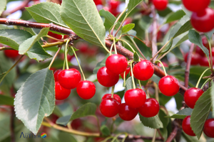 Tart cherry